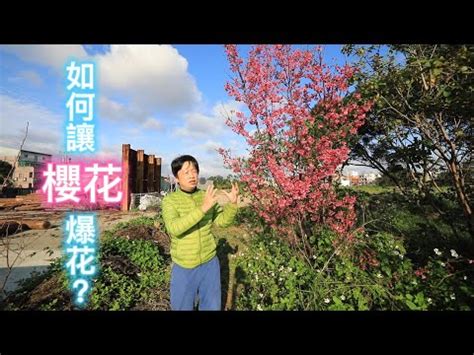 家裡種櫻花|櫻花種植指南：掌握土壤、光線和空氣關鍵要素 